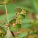 Euphorbia sendaica