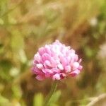 Dorycnopsis gerardi Blüte