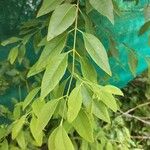 Santalum album Leaf