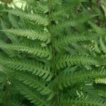 Dryopteris celsa Blad