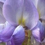 Wisteria floribunda Λουλούδι