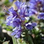 Veronica nummularia Flower