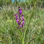 Anacamptis palustris Hábito