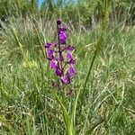 Anacamptis palustris Хабит