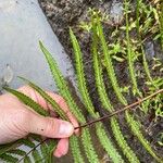 Thelypteris interrupta Folio