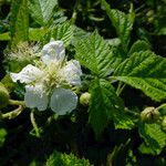 Rubus caesius Blomst