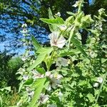 Althaea officinalisFlor