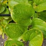 Smilax rotundifolia Leaf