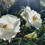 Narcissus cantabricus Kvet