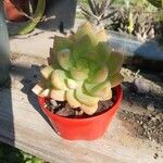 Sedum adolphi Blad