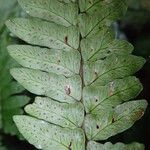 Triplophyllum securidiforme पत्ता