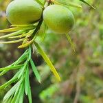 Torreya californica Fruto