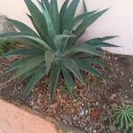 Agave demeesterianaHoja