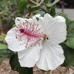 Hibiscus waimeae 花