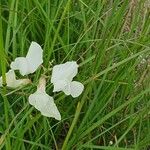 Lathyrus pannonicus ഇല