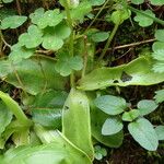 Pinguicula grandiflora Leaf