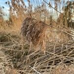 Phragmites australis Folha