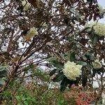 Rhododendron macabeanum Yeri