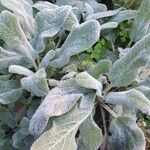 Stachys germanica Folha