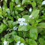 Myosotis latifolia Цветок