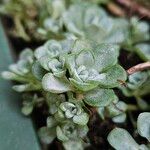Sedum spathulifolium Folha