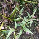 Polygonum persicaria Levél