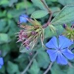 Ceratostigma willmottianum Blüte