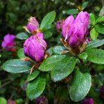 Rhododendron setosum Yaprak