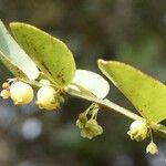 Phyllanthus guillauminii
