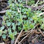 Stellaria media Blatt