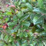 Viburnum odoratissimum Blad