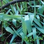 Tulipa agenensis Habit