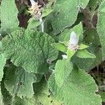 Sideritis macrostachyos Blad