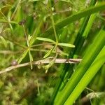 Galium trifidum Feuille