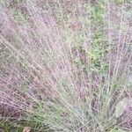 Muhlenbergia capillaris Kvet