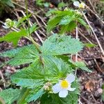 Ranunculus aconitifolius Vekstform