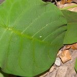 Peltastes isthmicus Leaf