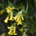 Lithospermum multiflorum Flower