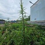 Lactuca canadensis Листок