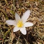 Colchicum alpinum Кветка