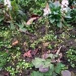 Tiarella cordifolia Habit