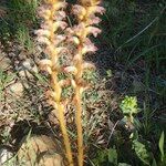 Orobanche variegata 形态