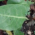 Jaborosa integrifolia Leaf