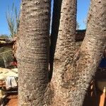 Didierea madagascariensis Bark