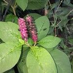 Phytolacca acinosa फूल