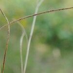 Vulpia bromoides Owoc