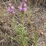 Liatris punctata Ліст