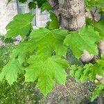 Acer saccharumBlad