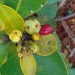 Erythroxylum citrifolium Vrucht