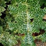Silybum eburneum Leaf